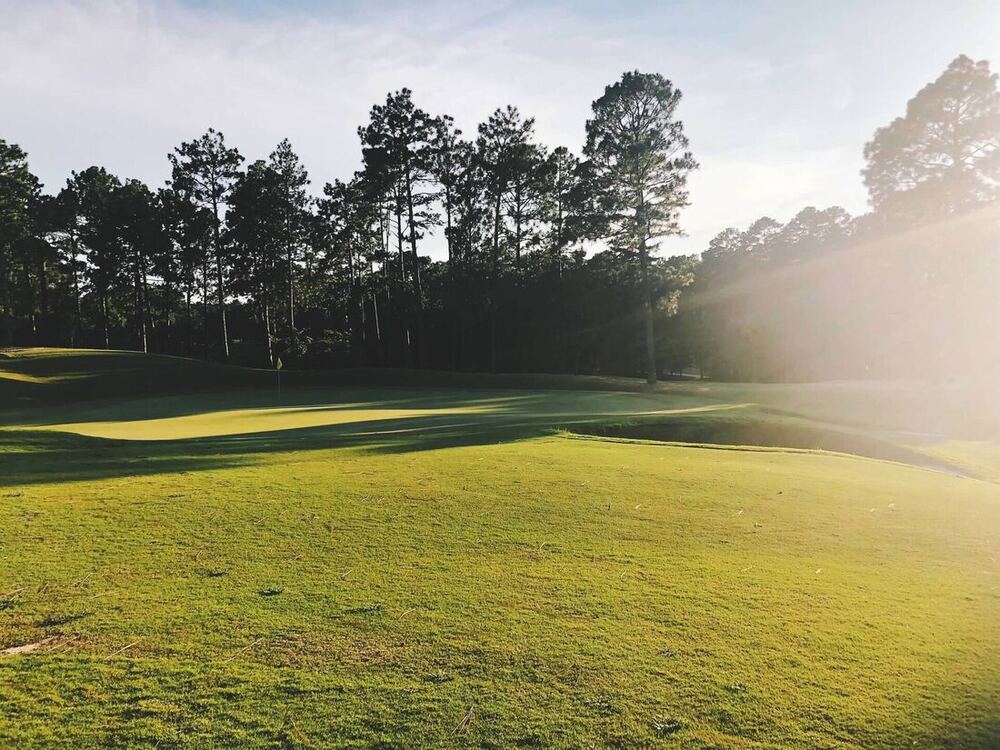 A golf green backed by tall pines in low morning sun
